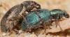 Polydrusus pulchellus
